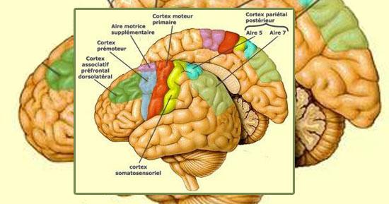 صورة لمخطط الدماغ - أرشيفية -